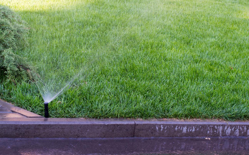 Cuidados del césped para mantenerlo perfecto | C88